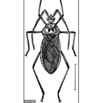 Assassin bug empire