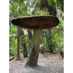 The bigget Mushroom in Roblox