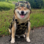 Corgi Community Hangout