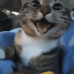 woahwoahwoah look at this catdawg