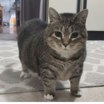 cacapit