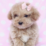 pupwi