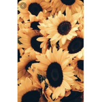 Royal Sunflower