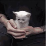 Scared kitkat