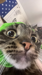 KITTYUH : ]