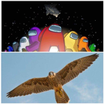 Among The Falcons