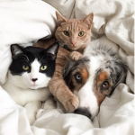 ~Cat and dog people~