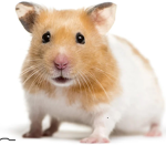 Rat man gang