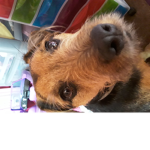 Lola Y
