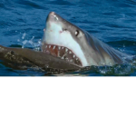 Sharks United official