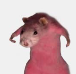 The rat monks