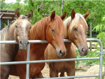 Horse Lover's