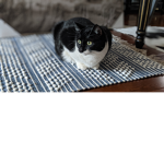Coco paws