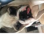 my dog Danny's group