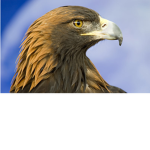 Faction de simonaigle et NathanLePRODUGEEK