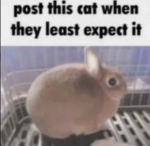 UnrealCats