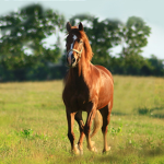 horse sisters