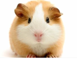 Official Guinea Pigs United