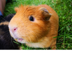 guinea pig hangout group