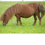 Daryl the pony