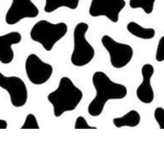 Lots and lots of moo cows