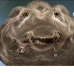 Cypoos Game Studios
