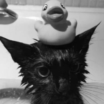 .:Kittens:.