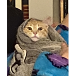 The Sharkcat studios
