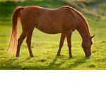 mattie and patroit riding school