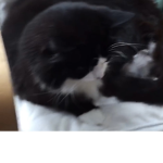 #KittyGirls