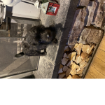 Coco the dog groups
