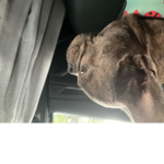 DOGS RULE CUZ THEY ARE GOOD