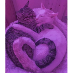 ♡