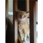 BUTTERSCOTCH