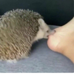 We don’t like people we like animals