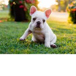 Frenchie Fan Group!