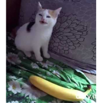 Jesses Group 4 Memes