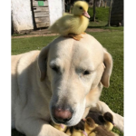 El grupo del patito secuestrao