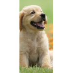 I love dogs a radom group