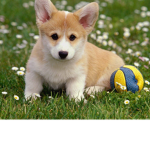 # Corgi Squad Forever