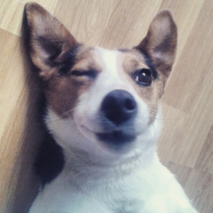 Dog Roblox decal