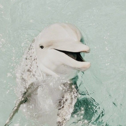 dolphin con!