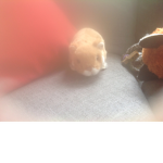 Team hamster!!!!