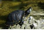 Lexilolloveturtles Gucci Gang