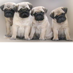 #Pug Fan Group