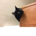 # CAT NINJA