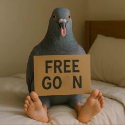 pigeon