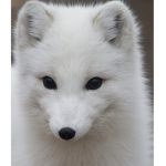 The Arctic Fox Group!