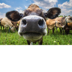 Cow's Go Moo
