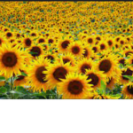 Preppy Sun Flowers